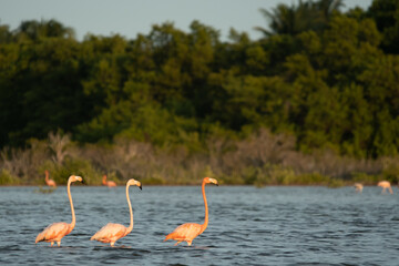 American flamingos
