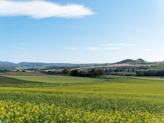 (Brassica napus) Blühendes Rapsfeld im Südschwarzwald unter einem blauen Himmel