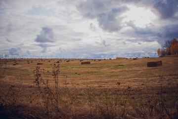 Fototapeta premium Beautiful Russian field with haystacks to the horizon, landscape, sky in dark dense cumulus in October, autumn in Russia