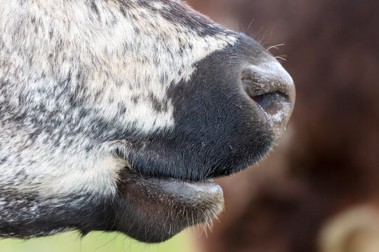 Close up of the nose and mouth of a black and white cow in regional Australia