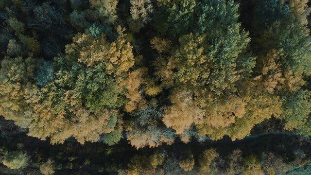 Aerial top view: flying directly above a beautiful autumn forest Green and yellow deciduous trees. Orange and yellow fall colors. Drone flying down 