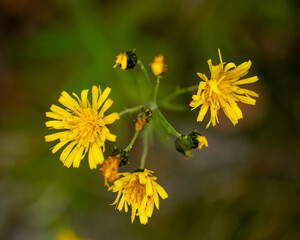 yellow flower - hawkweed