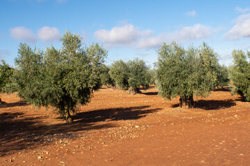 Olivar español en otoño