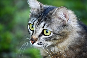 Fototapeta premium snout of a cat breed kurilian bobtail close up