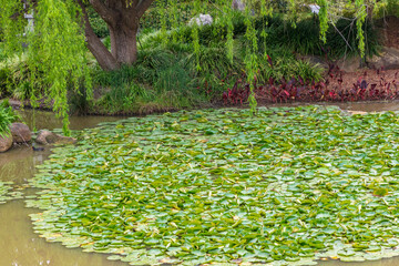 Green water lilies on a large garden pond