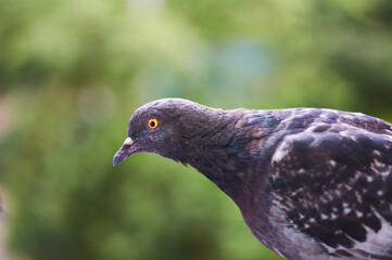 close up of a pigeon