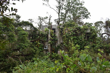abandoned building in the jungle