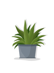 Green potted plant on white background