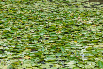 Green water lilies on a large garden pond