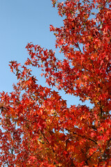 View of a forest in autumn colors