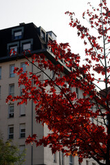 View of a forest in autumn colors