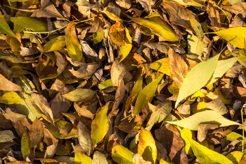 fallen autumn leaves on the ground