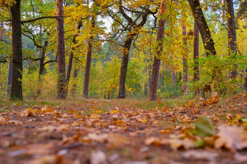 autumn oak trees forest leaves