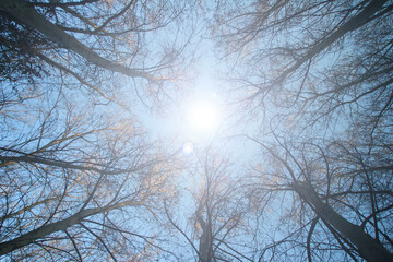 Vista del cielo desde el interior de un bosque de &aacute;lamos en invierno.