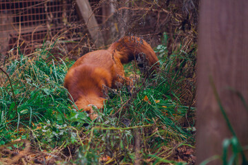 Beautiful red fox in green grass close up, portrait of a fox in nature