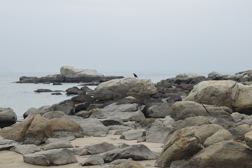 Fototapeta na wymiar rocks on the beach. bird on the rocks