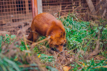 Beautiful red fox in green grass close up, portrait of a fox in nature