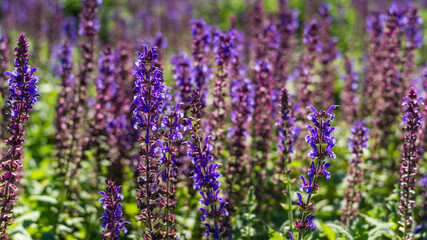 Close-up 0f blossom purple sage (Salvia). Sage meadow on semicircular terraces in city park Krasnodar or Galitsky park in sunny autumn 2020. Nature concept background with selective focus on flowers