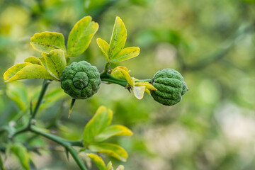 Close-up of green fruits of Citrus trifoliata or Japanese Bitter Orange(Poncirus trifoliata) with prickly branches in public city park Krasnodar or 'Galitsky park'.