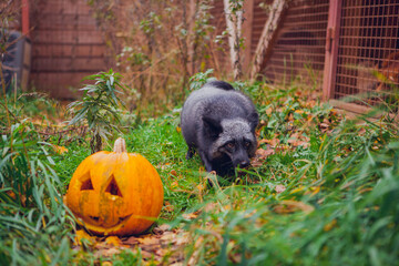 Beautiful silvery black fox posing next to orange pumpkin for halloween in green grass