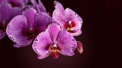 Fototapeta na wymiar Purple violet phalaenopsis orchid flowers