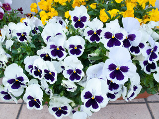 白と黄色のパンジー