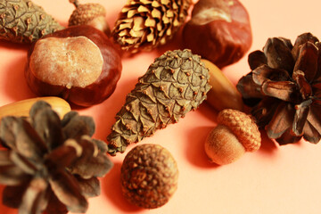 acorns, cones, chestnuts on an orange background