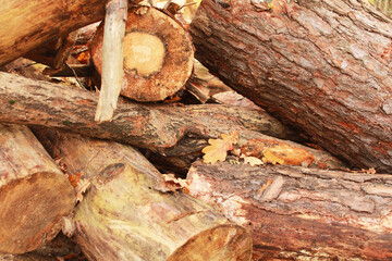 logs on the ground in the forest