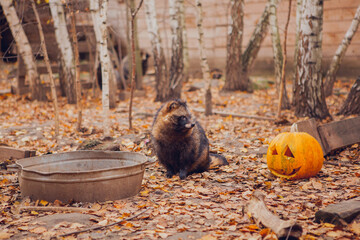 Raccoon dog next to an orange pumpkin for halloween in late october in nature