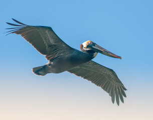 Birds in Flight Series