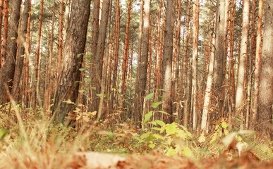 many pine trees in the forest on a clear day