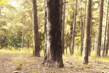 trees in the forest on a sunny day