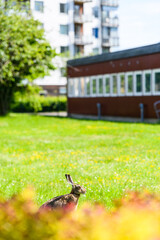 Hare sitting in front of buildings