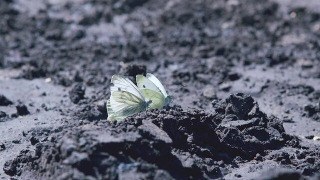 Large white cabbage butterfly (Pieris brassicae) drinking from ground.