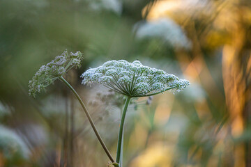 Aegopodium podagraria - Goround-Elder