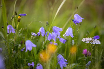 Campanula rotundifolia - Bluebell