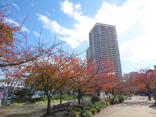 秋色の木々と高層マンション