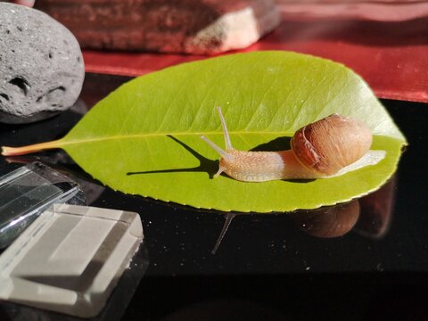 Caracol terrestre com&uacute;n 