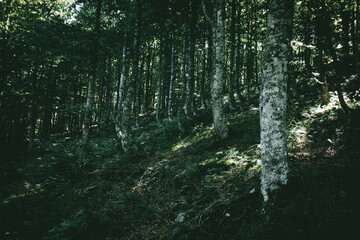 bosque frondoso