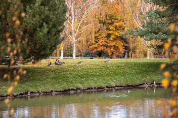 autumn in the park