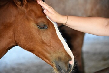 human hand stroking a foal on a farm