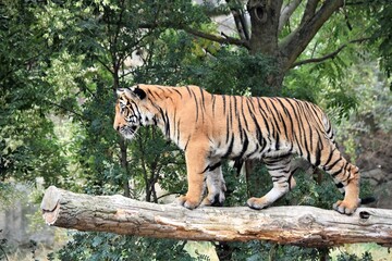 predatory wild cat tiger stands on a felled tree on a green background