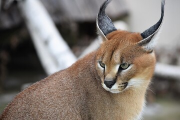 head of a predator caracal close up