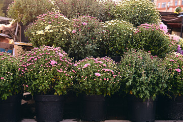 Chrysanthemum flower with leaves pattern colorful floral background as card. Close up White chrysanthemum plants bloom in flower farm shop. Autumn decorations