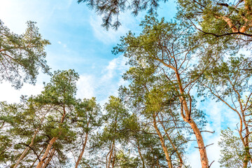 Tall beautiful trunks of pines in the autumn forest against the background of a bright blue sky