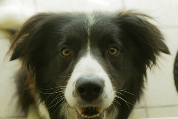 Border collie 