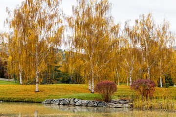 autumn landscape with trees