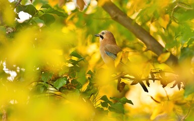 Eurasian Jay bird sitting in the wood between golden leaves in autumn, Garrulus glandarius