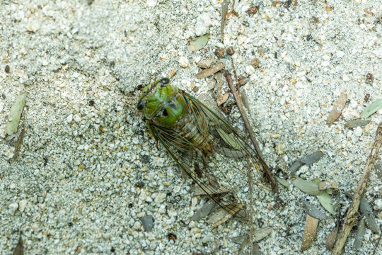 cigarra