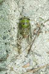 cigarra